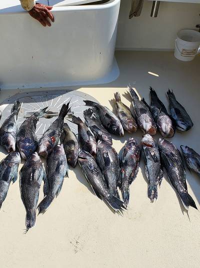 Long Island Sound fishing moment